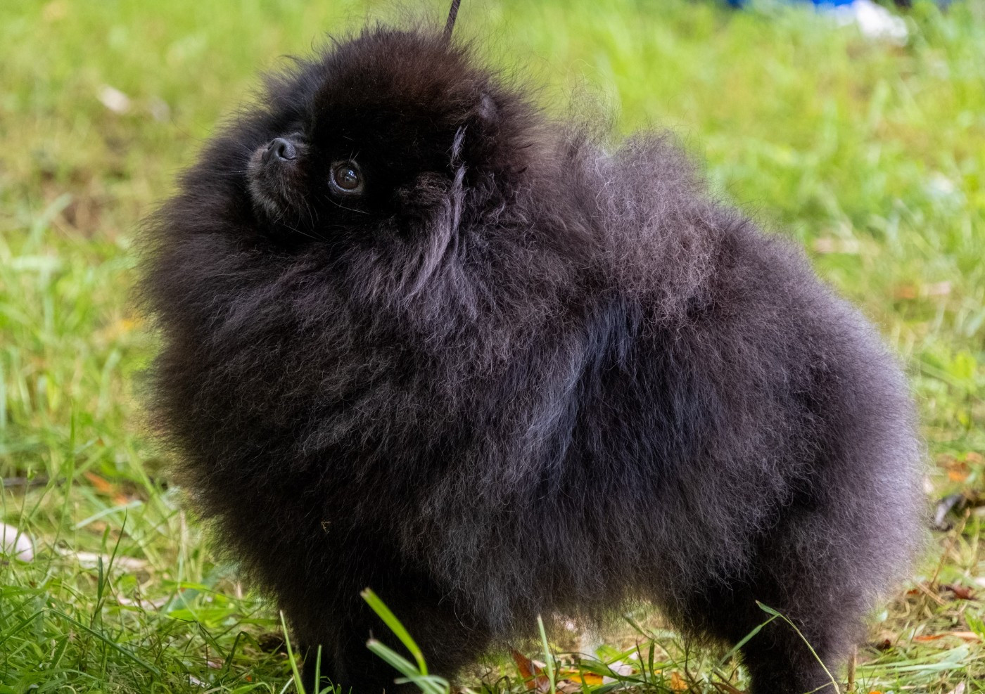 CH. POM DREAM RAINBOW dite BLANCHE Of Lovely Tim