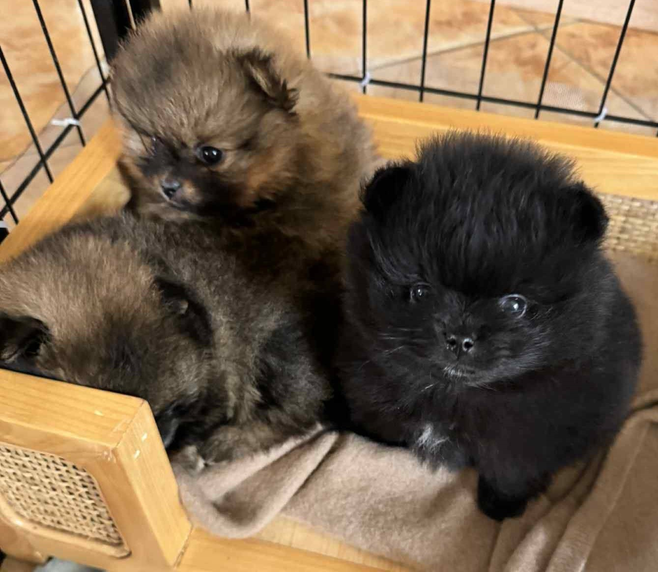 Of Lovely Tim - Chiots disponibles - Spitz allemand