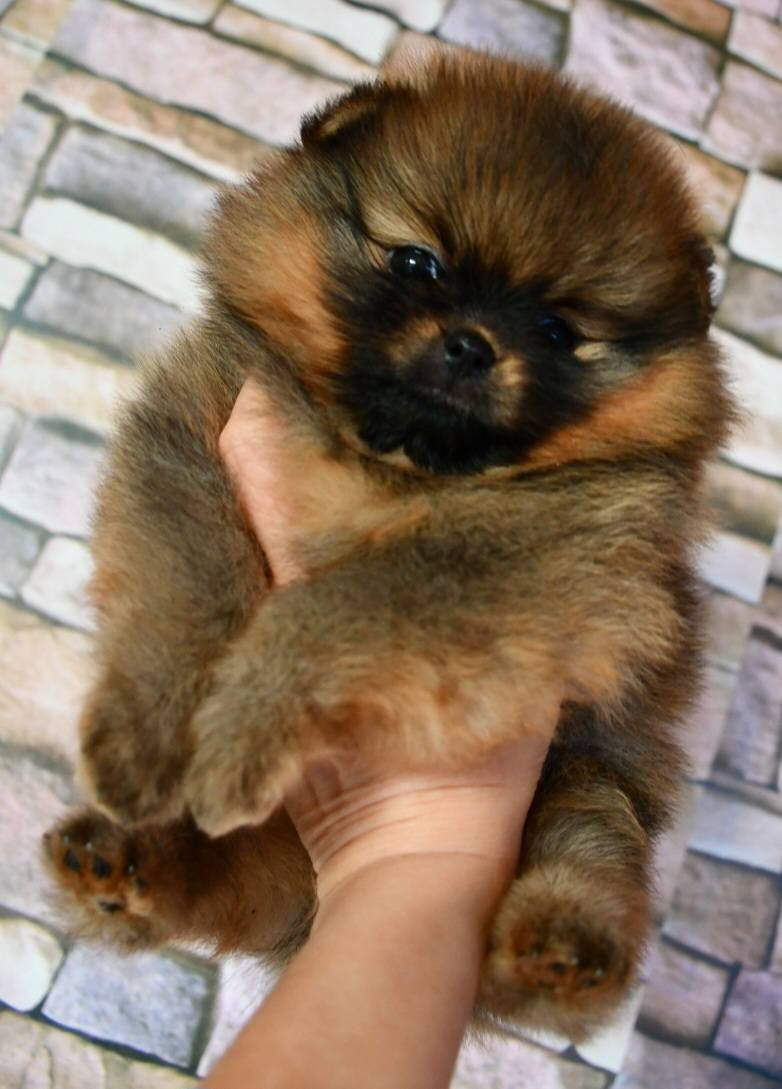 Of Lovely Tim - Chiots disponibles - Spitz allemand