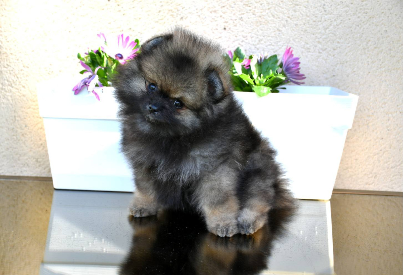 Of Lovely Tim - Chiots disponibles - Spitz allemand