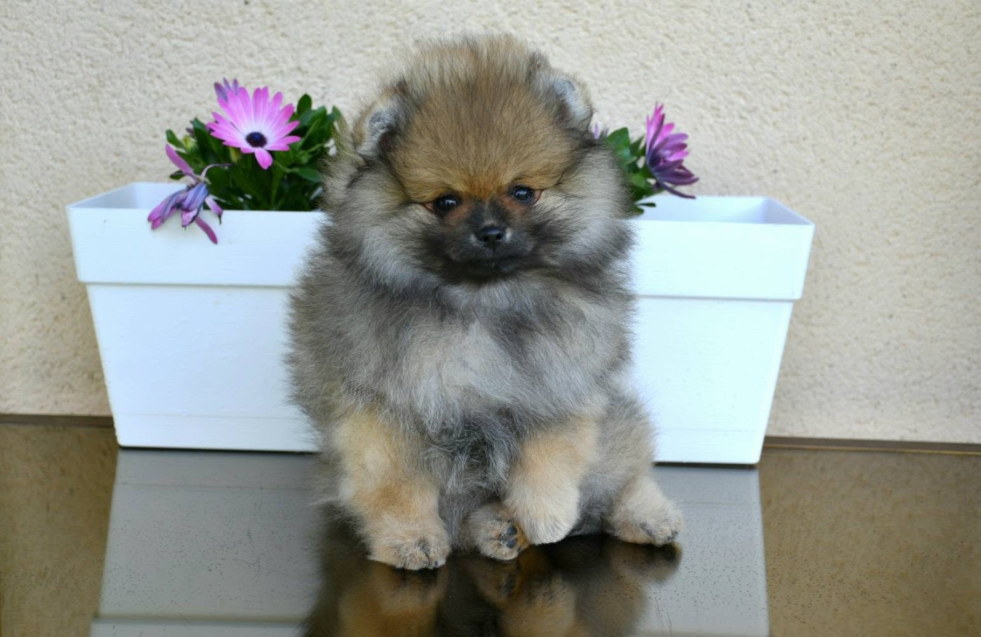 Of Lovely Tim - Spitz allemand - Portée née le 05/03/2026