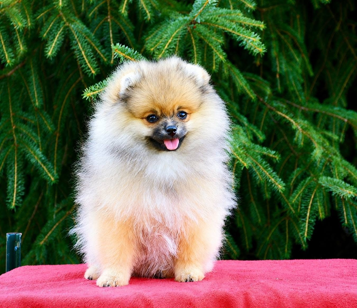Of Lovely Tim - Chiots disponibles - Spitz allemand