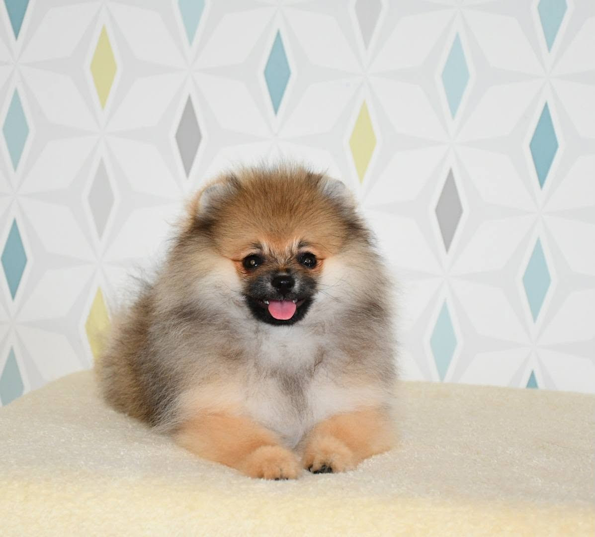 Of Lovely Tim - Chiots disponibles - Spitz allemand