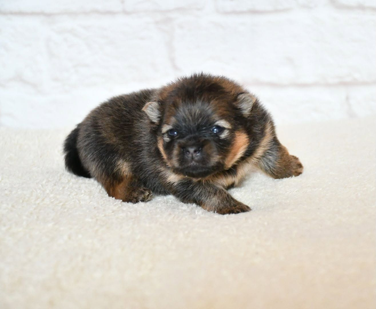 Of Lovely Tim - Chiots disponibles - Spitz allemand
