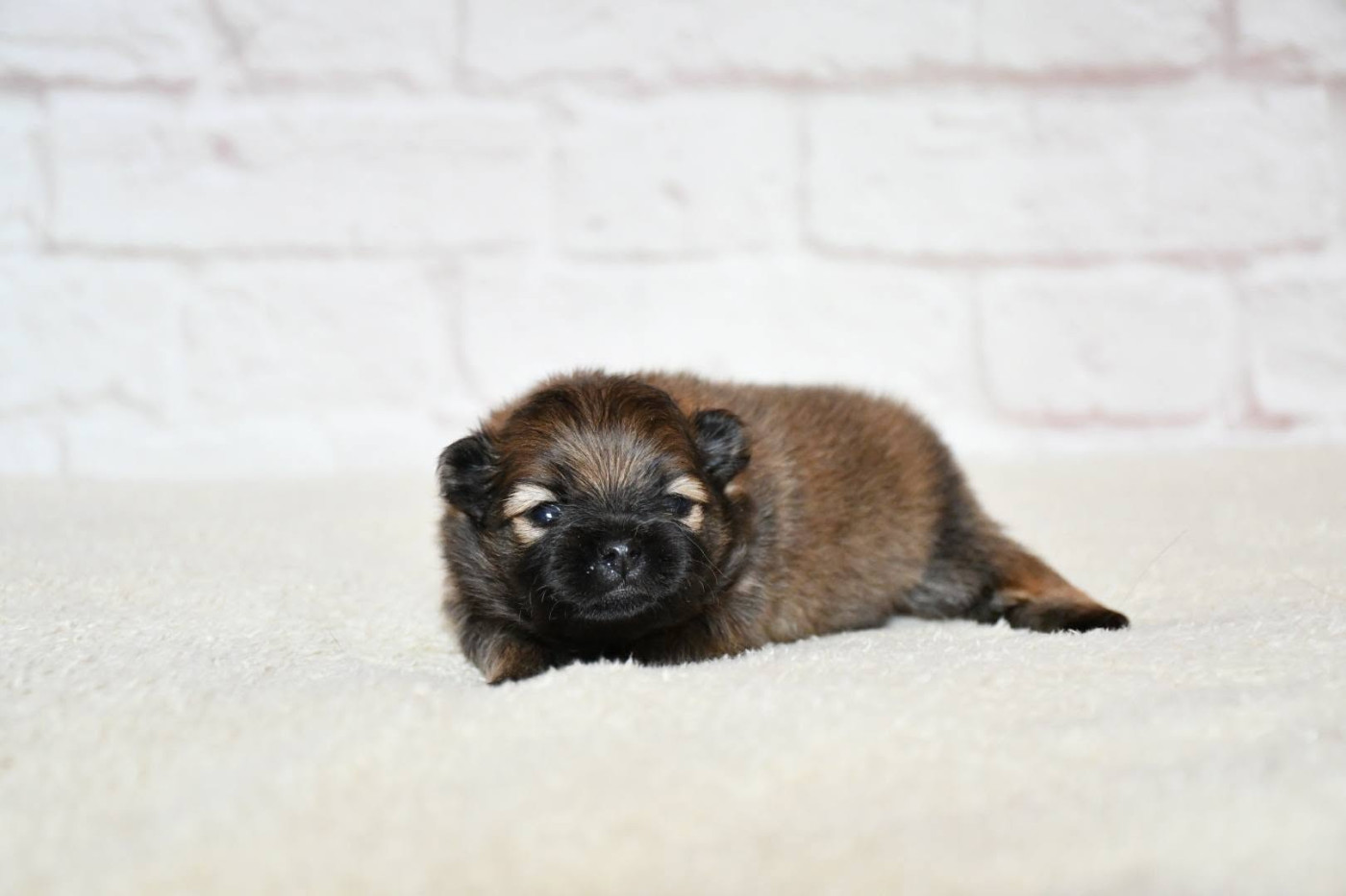 Of Lovely Tim - Chiots disponibles - Spitz allemand