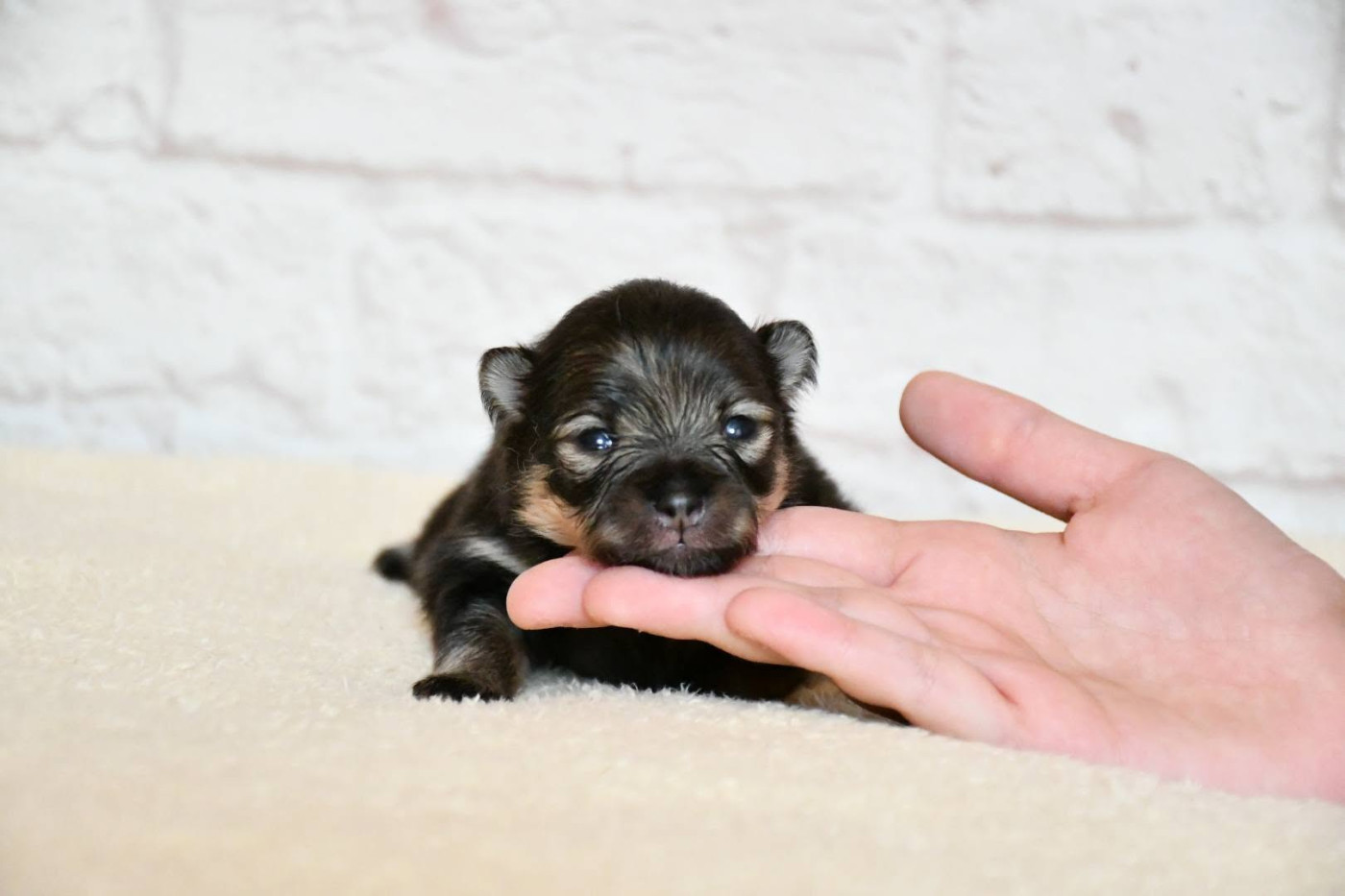 Of Lovely Tim - Chiots disponibles - Spitz allemand