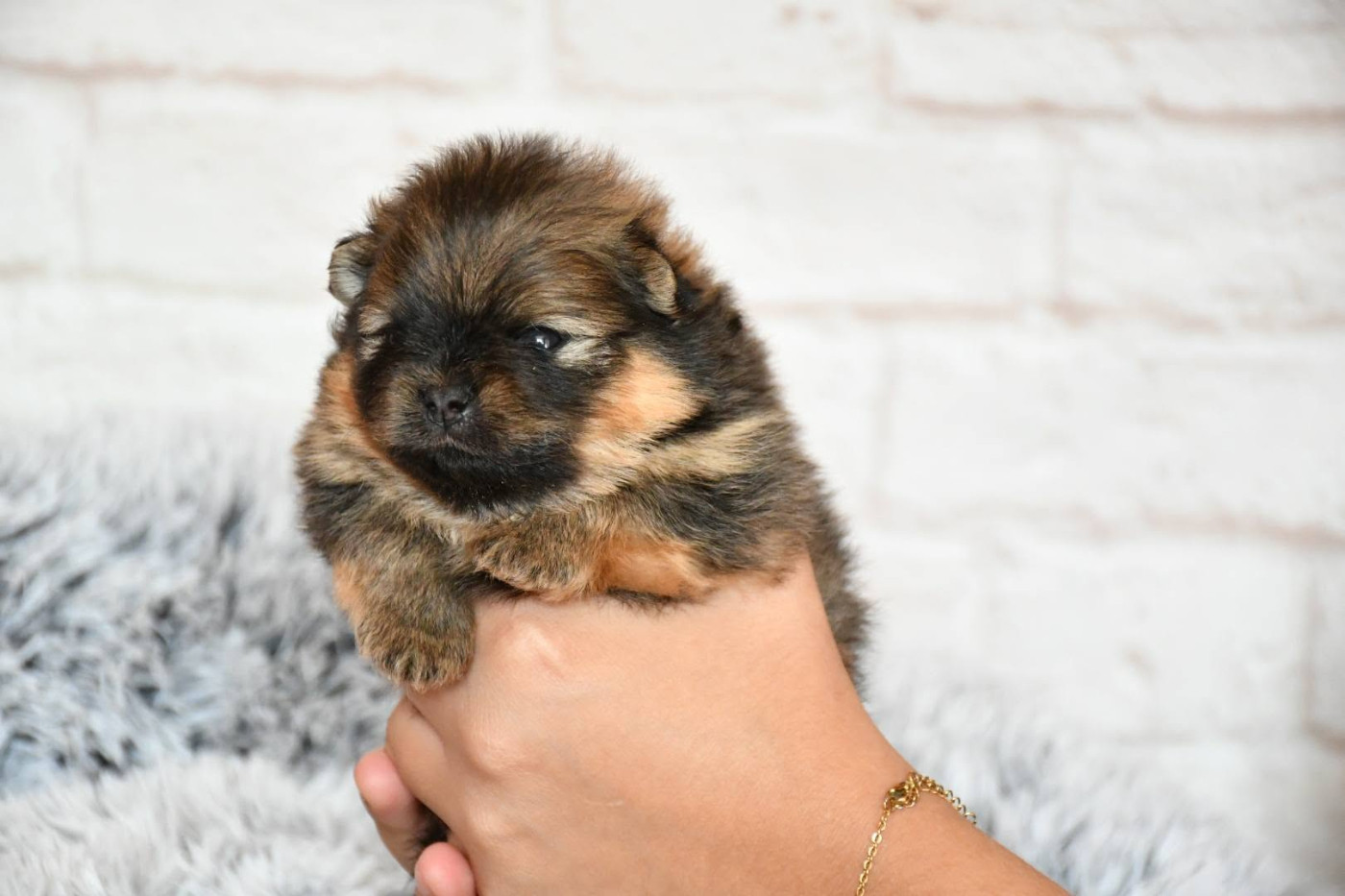 Of Lovely Tim - Chiots disponibles - Spitz allemand
