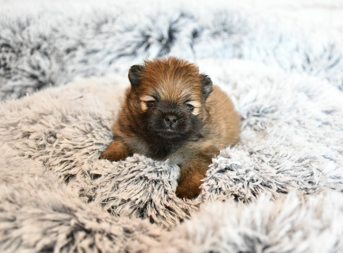 Of Lovely Tim - Chiots disponibles - Spitz allemand