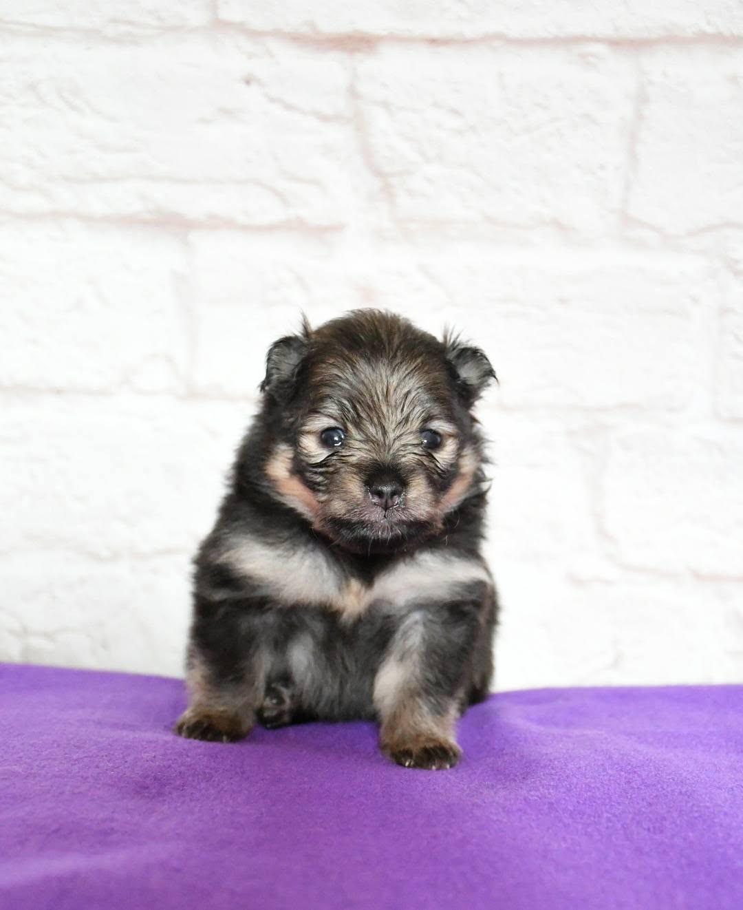 Of Lovely Tim - Chiots disponibles - Spitz allemand