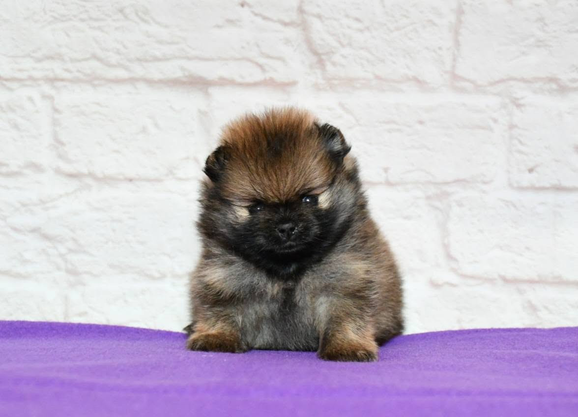 Of Lovely Tim - Chiots disponibles - Spitz allemand