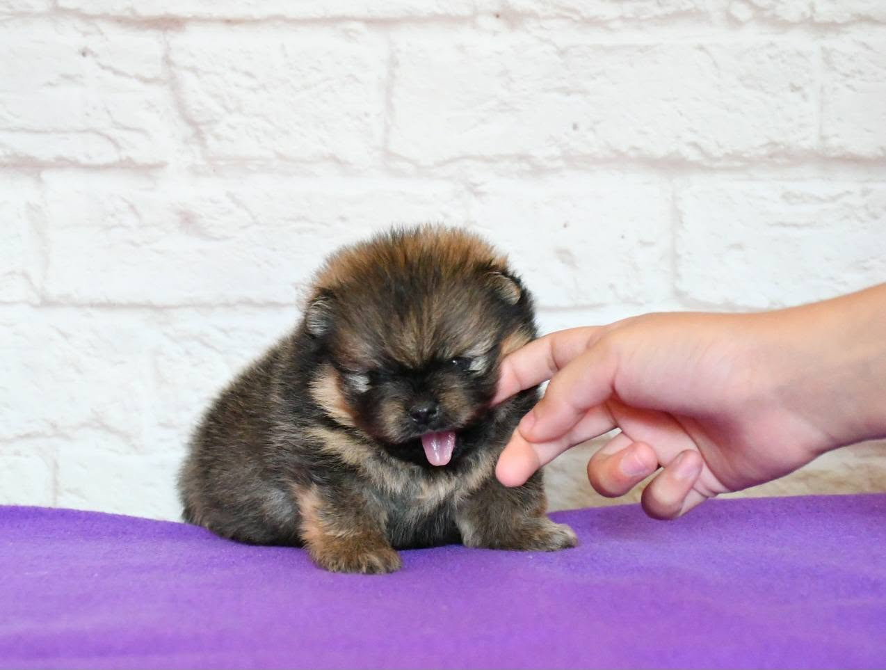 Of Lovely Tim - Chiots disponibles - Spitz allemand