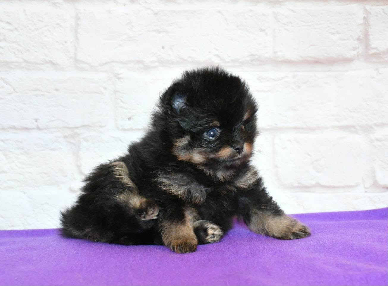 Of Lovely Tim - Chiots disponibles - Spitz allemand